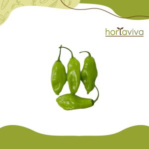 Pimenta de cheiro - grama