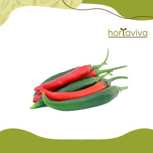 Pimenta malagueta - grama