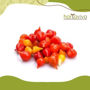 Pimenta biquinho - pote